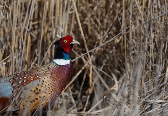 Ring-necked pheasant