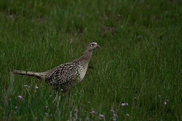 Female ring-necked pheasant