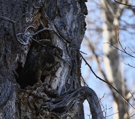 Mother great horned owl leaving nest