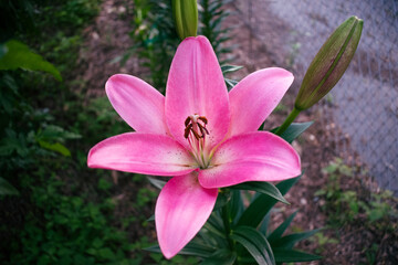 Asiatic Lily in a Spring Garden