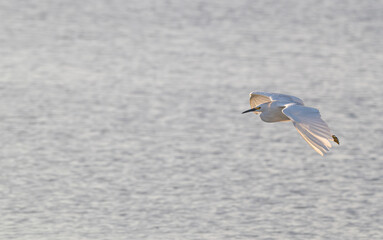 Snowy egret flies low over a lake at sunset.