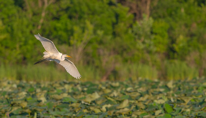 White heron, or great egret, flying low over a lake covered in lily pads..
