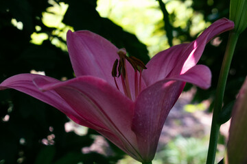 Asiatic Lily in a Spring Garden