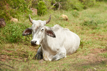 Light grey Brahman cow lying down resting in the field, surrounded by fresh green grass. Country scene in Santander, Colombia.