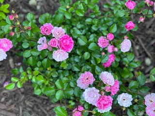 pink flowers in the garden