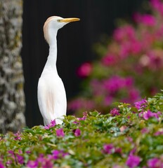Egret in flowers on Maui