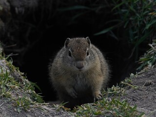 Prairie dog peaking out of burrow