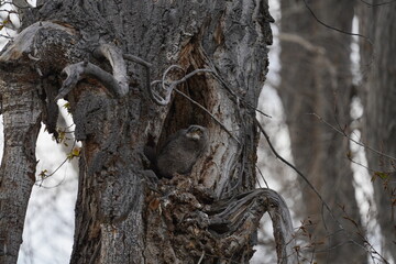 Great Horned Owlet