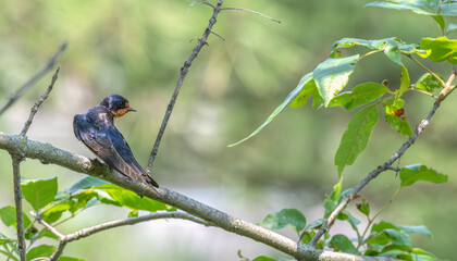 Closeup of a barn swallow perched on a tree branch looking over its shoulder.