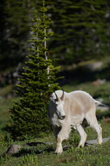 Twin Lakes mountain goat