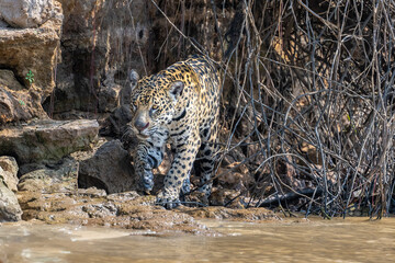 Jaguar prowling the river in the Pantanal after emerging from a vine-covered pathway
