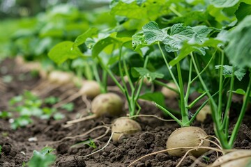 Jicama farm