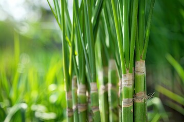 Obraz premium Lemongrass farm