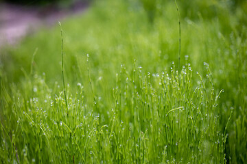 Dew on green grass texture