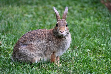 gray hare in the bushes,