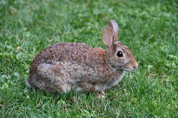 gray hare in the bushes,
