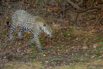 Jaguar on the hunt along a river bank in the Pantanal