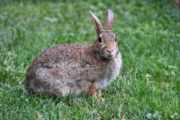 gray hare in the bushes,