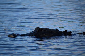 Fototapeta premium alligator in the water