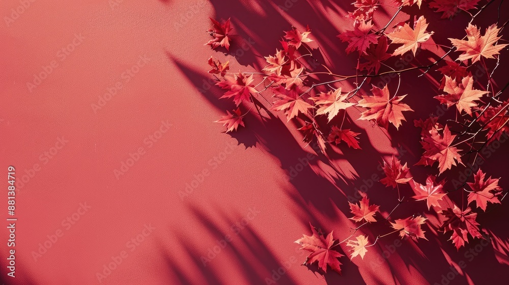 Wall mural minimal autumn concept with maple tree leaves casting shadows on a red backdrop trendy flat lay with
