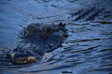 alligator in the water