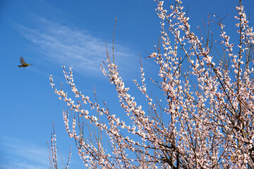 日本の田舎に咲く桜