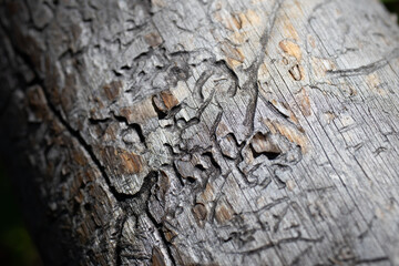 old wood texture