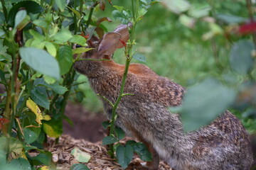 gray hare in the bushes,