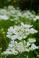 初夏に咲く可愛いオルレアの花