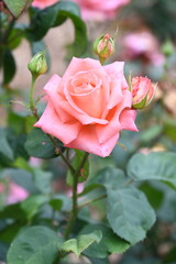 beautiful roses and flowers in the park