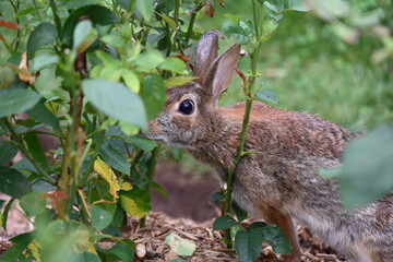 gray hare in the bushes,