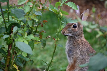 gray hare in the bushes,