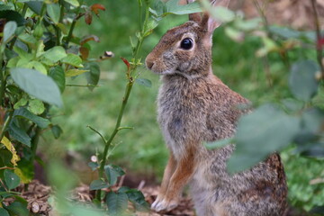 gray hare in the bushes,