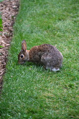 gray hare in the bushes,