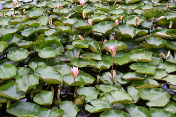 frog and water lily on the water