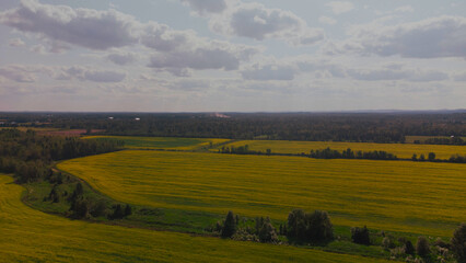 Fototapeta premium Landscape with yellow field and trees