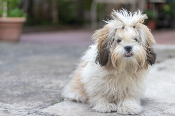 portrait of a Shih Tzu dog