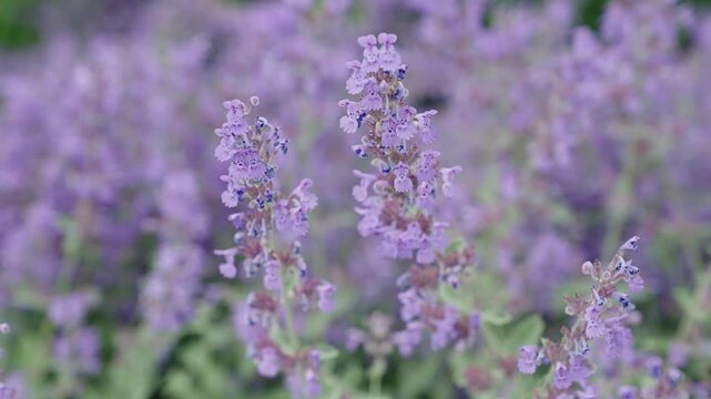 Catnip blossom. Blooming catnip flower. Catnip or catmint herb. Catnip flower. Nepeta cataria blossoming in a garden on summer day. Beauty in nature. Summer nature blossom flower. Catswort blossom