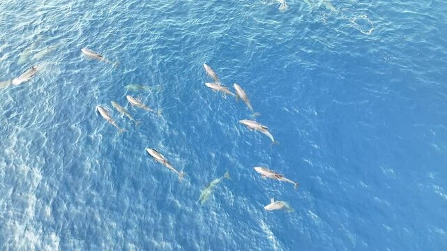 A small pod of Fraser's dolphins, Lagenodelphis hosei, frolic at the surface of the Pantar Strait near Alor, Indonesia. This small cetacean species is found in tropical waters worldwide.
