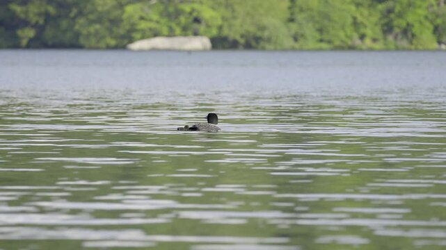 A mother and baby Common Loon floating on a lake. Maidstone Vermont.