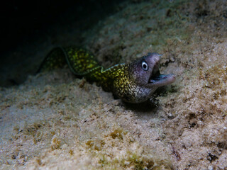 Mediterranean moray eel from Cyprus