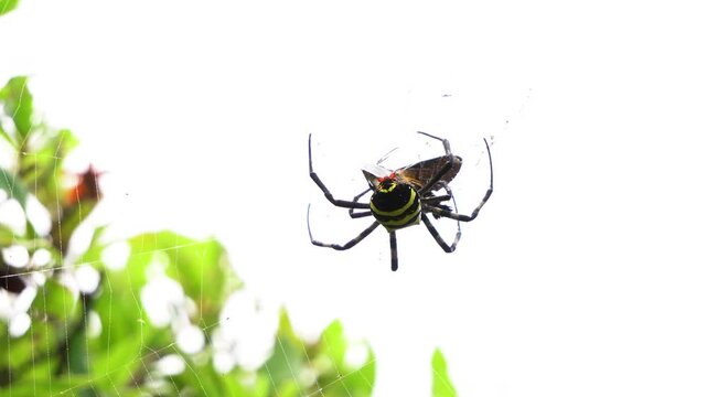 A spider that continuously releases a large amount of spider silk from its buttocks to wrap around a large moth. The scientific name for this female spider is Argiope amoena.