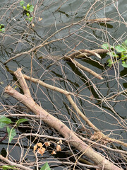 a closeup shot of a tree branch with leaves on the lake