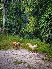 Cock close up on the farm, green grass background.
