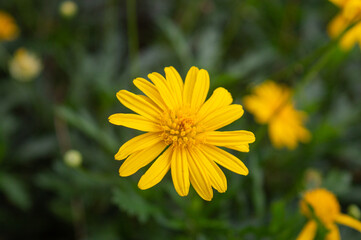 yellow flower surrounded by green leaves