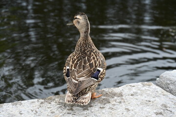 duck and ducklings in the water