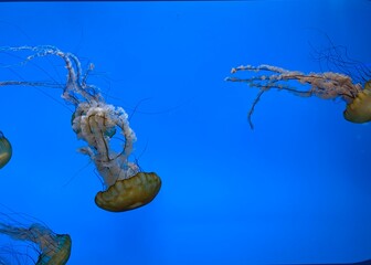 jellyfish