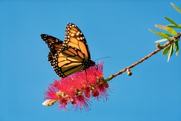 a Monarch butterfly on a Callistemon plant