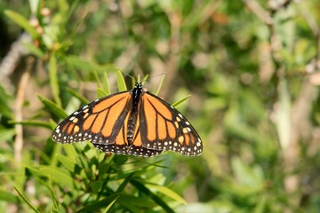 a Monarch butterfly on a Callistemon plant