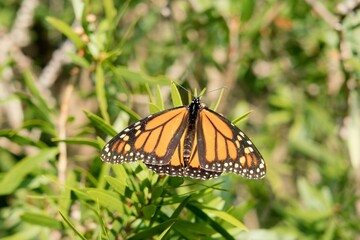 a Monarch butterfly on a Callistemon plant